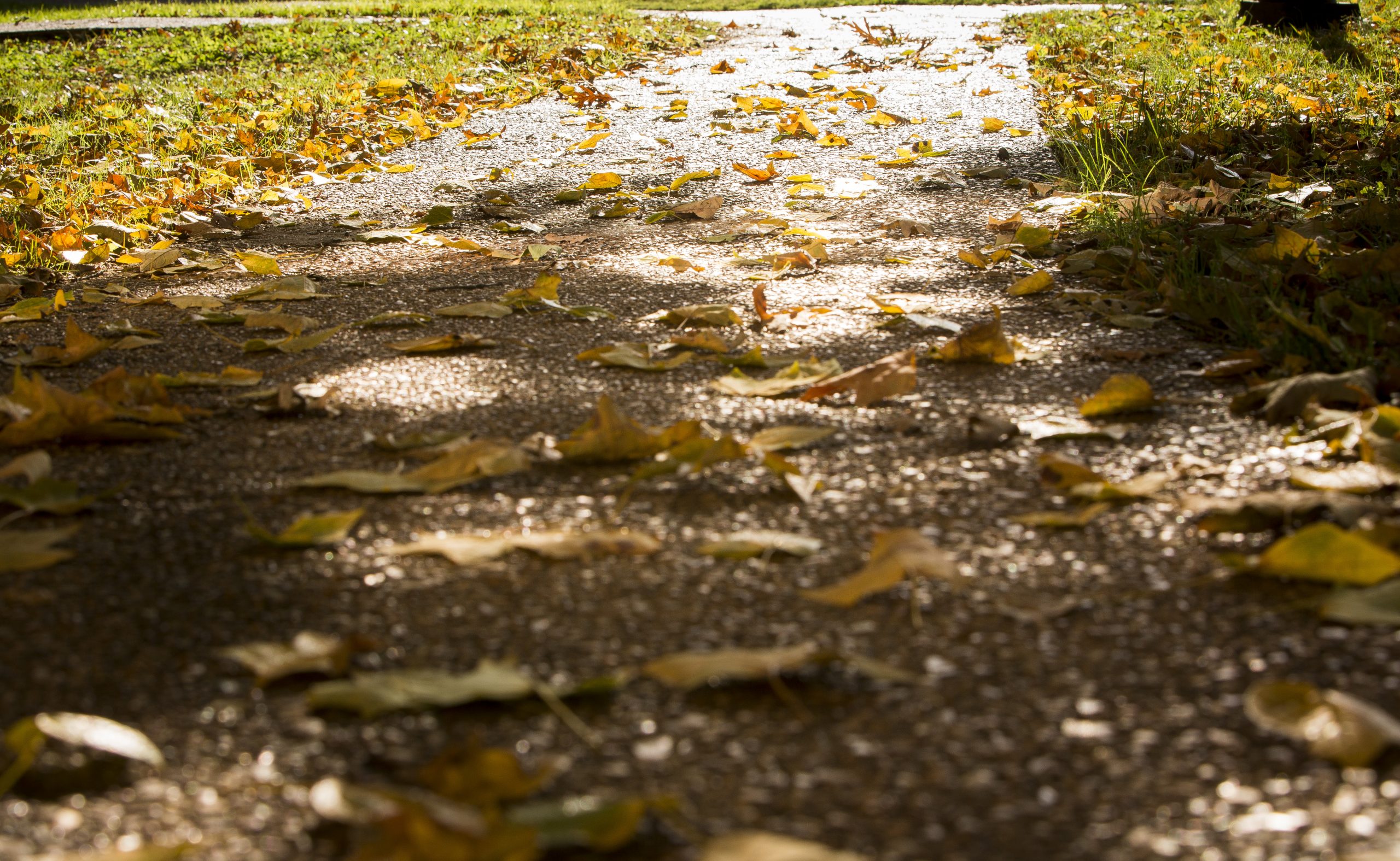 leaves on a pathway